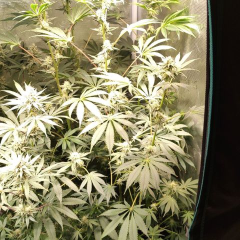 Radical Juice Cadis growlog timeline photo
