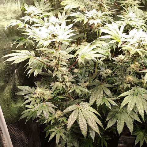 Radical Juice Adina growlog timeline photo