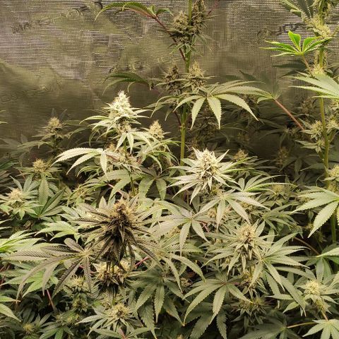 Radical Juice Buse growlog timeline photo