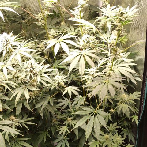 Radical Juice Cadis growlog timeline photo