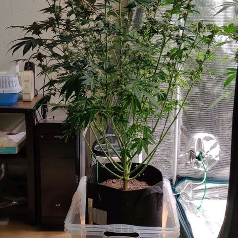 Radical Juice Adina growlog timeline photo