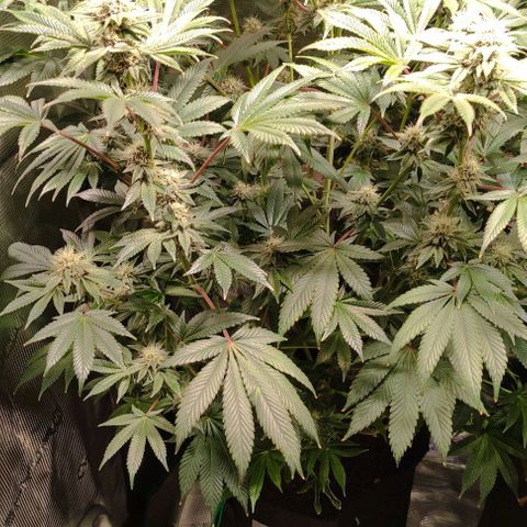 Radical Juice Adina growlog timeline photo