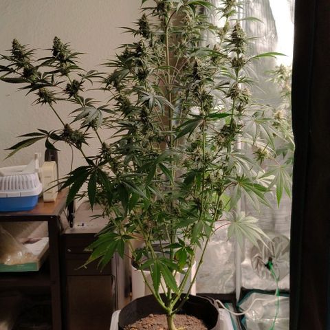 Radical Juice Buse growlog timeline photo