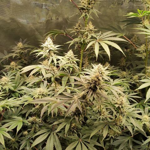 Radical Juice Buse growlog timeline photo