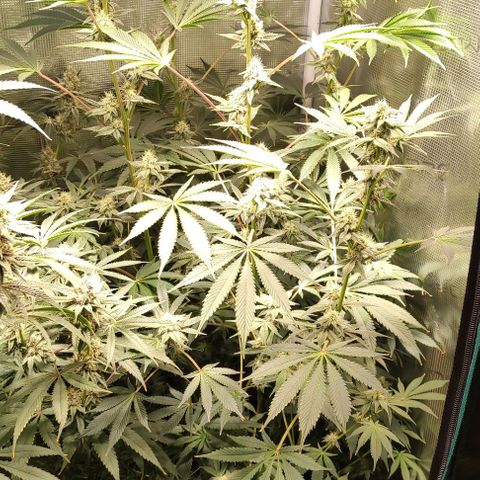 Radical Juice Cadis growlog timeline photo