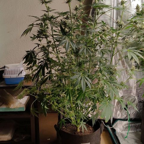 Radical Juice Cadis growlog timeline photo