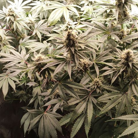 Radical Juice Adina growlog timeline photo