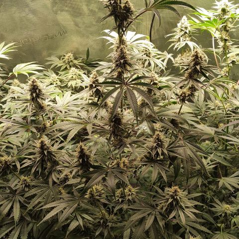 Radical Juice Buse growlog timeline photo