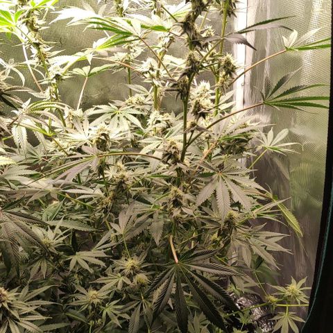Radical Juice Cadis growlog timeline photo
