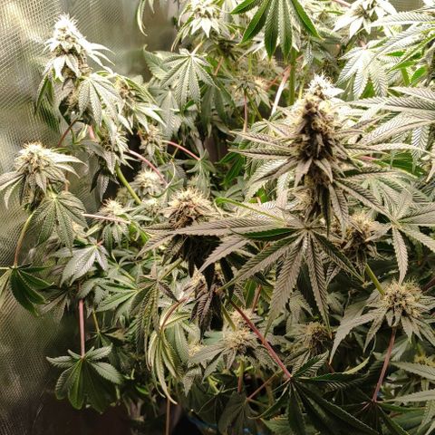 Radical Juice Adina growlog timeline photo