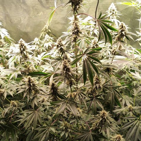Radical Juice Buse growlog timeline photo