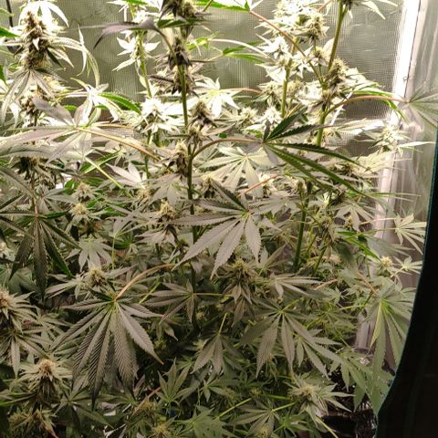 Radical Juice Cadis growlog timeline photo