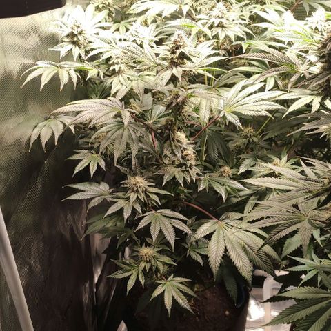 Radical Juice Adina growlog timeline photo