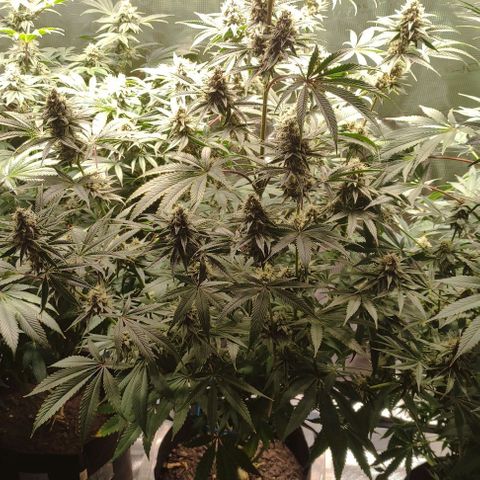 Radical Juice Buse growlog timeline photo