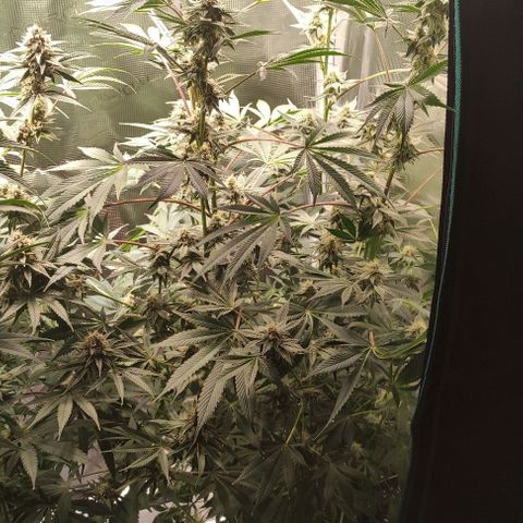 Radical Juice Cadis growlog timeline photo