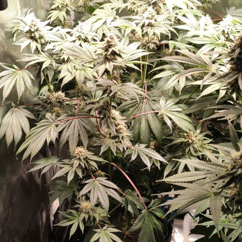 Radical Juice Adina growlog timeline photo