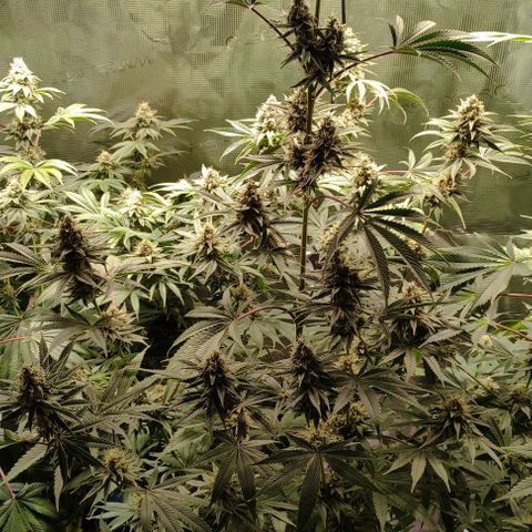 Radical Juice Buse growlog timeline photo