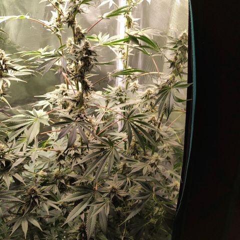 Radical Juice Cadis growlog timeline photo