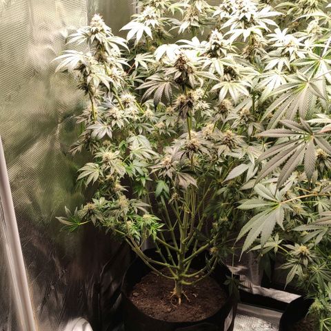 Radical Juice Adina growlog timeline photo