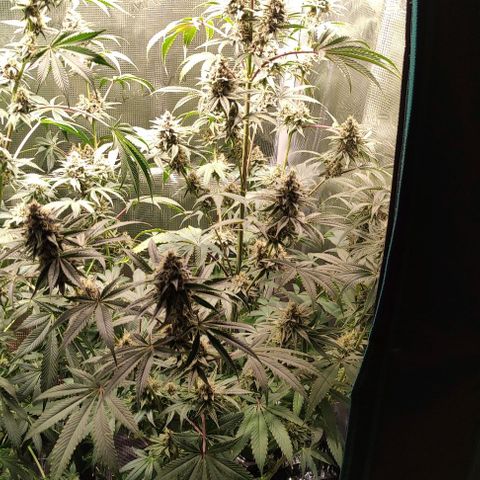 Radical Juice Buse growlog timeline photo