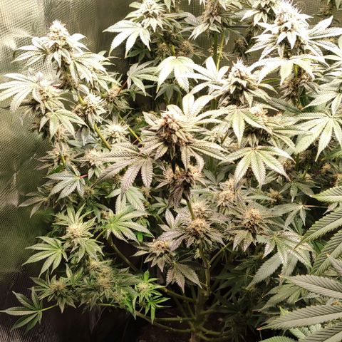 Radical Juice Adina growlog timeline photo
