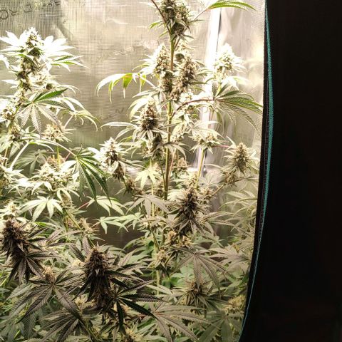 Radical Juice Buse growlog timeline photo