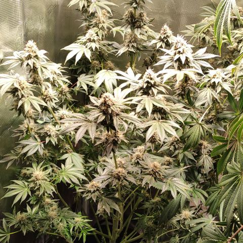 Radical Juice Adina growlog timeline photo