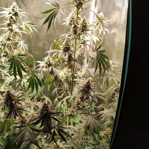 Radical Juice Buse growlog timeline photo