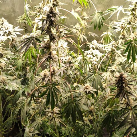 Radical Juice Cadis growlog timeline photo