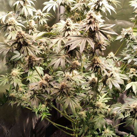 Radical Juice Adina growlog timeline photo