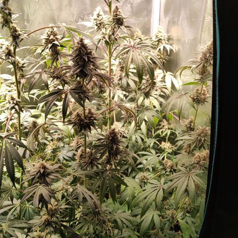 Radical Juice Buse growlog timeline photo