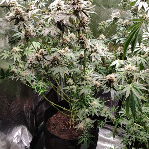 Radical Juice Adina growlog timeline photo