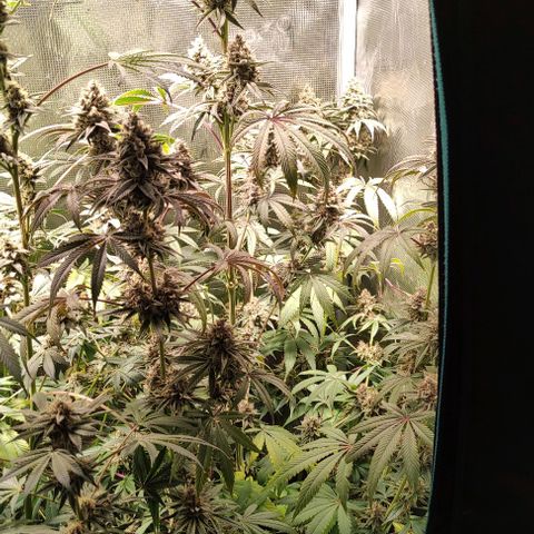 Radical Juice Buse growlog timeline photo