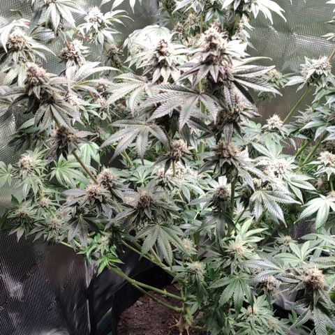Radical Juice Adina growlog timeline photo