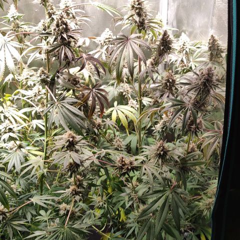Radical Juice Cadis growlog timeline photo