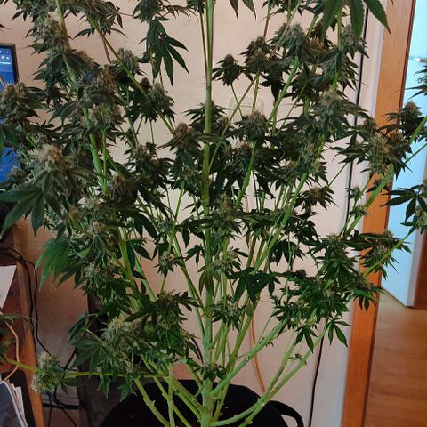 Radical Juice Adina growlog timeline photo
