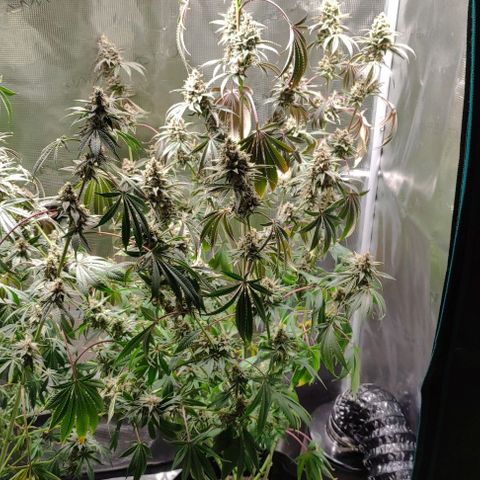 Radical Juice Buse growlog timeline photo