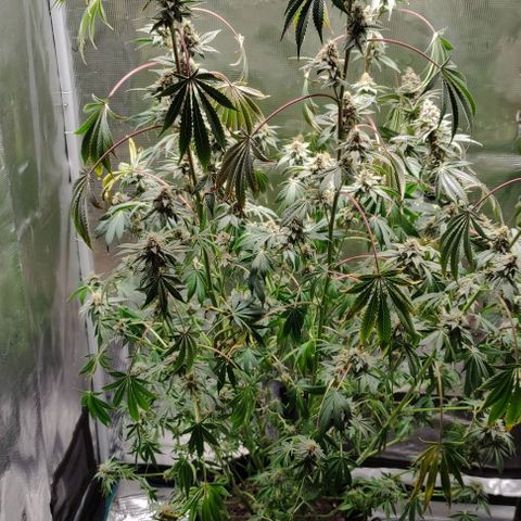 Radical Juice Cadis growlog timeline photo