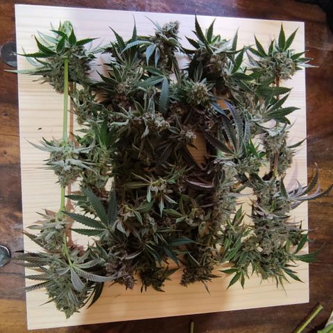 Radical Juice Buse growlog timeline photo