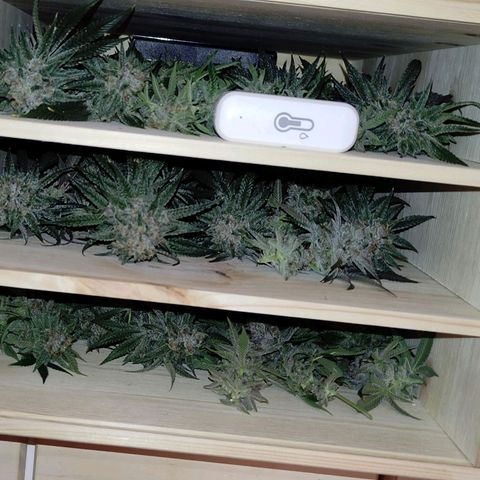 Radical Juice Buse growlog timeline photo