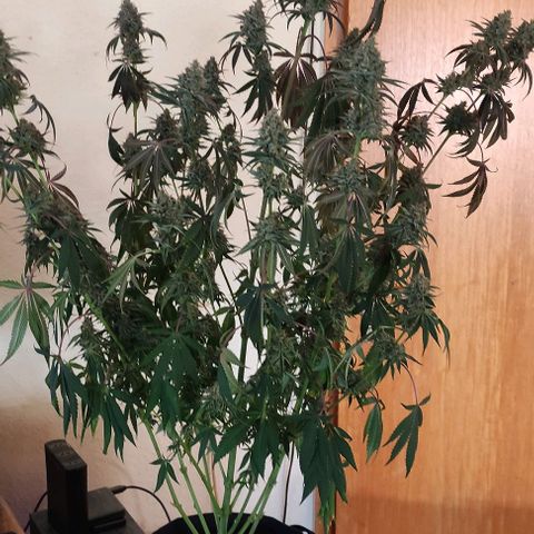 Radical Juice Buse growlog timeline photo