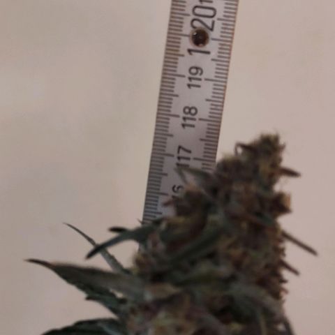 Radical Juice Buse growlog timeline photo
