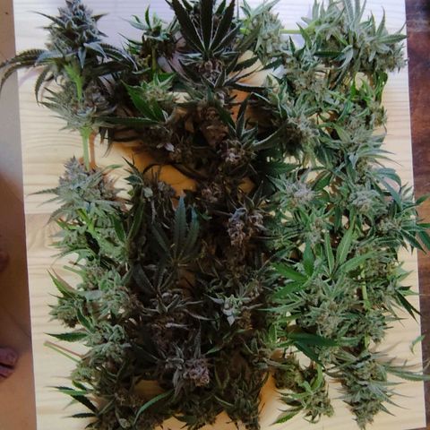Radical Juice Buse growlog timeline photo