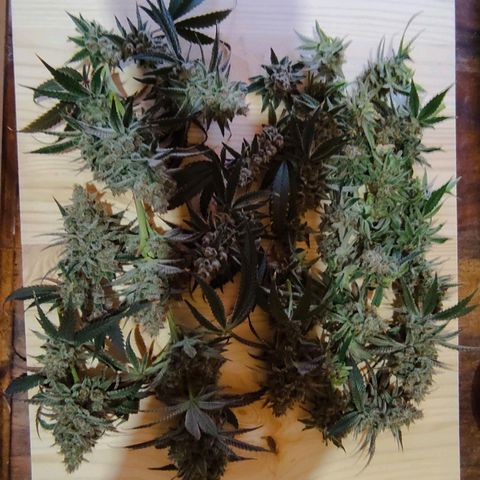 Radical Juice Buse growlog timeline photo