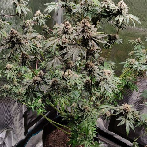 Radical Juice Adina growlog timeline photo