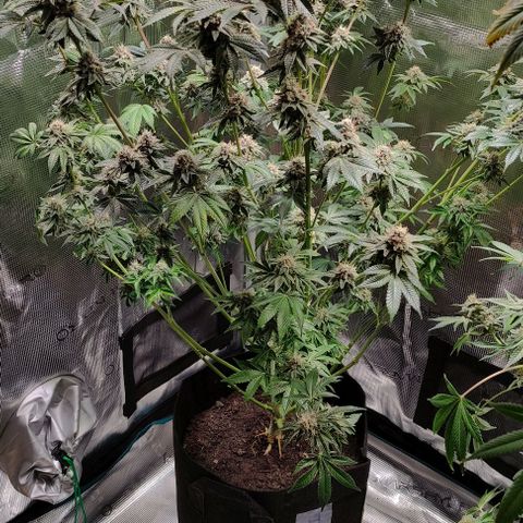 Radical Juice Adina growlog timeline photo
