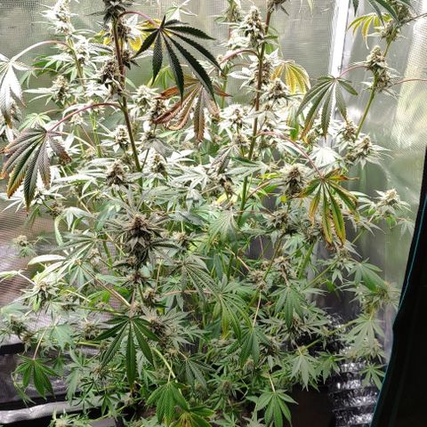 Radical Juice Cadis growlog timeline photo