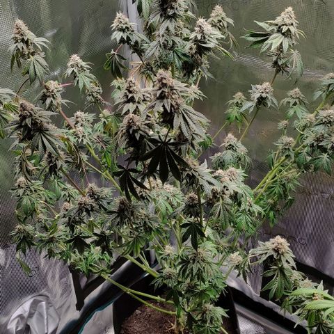 Radical Juice Adina growlog timeline photo