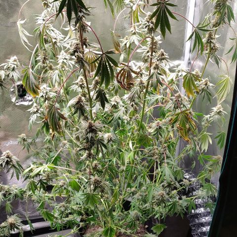 Radical Juice Cadis growlog timeline photo