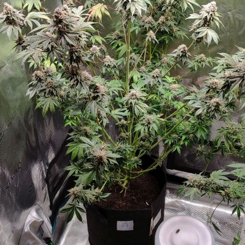 Radical Juice Adina growlog timeline photo